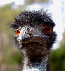 Birds Native To Virginia Beach Emu Wikipedia The Free Encyclopedia Beautiful Birds Emu Animals