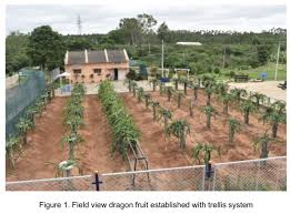 With it, you not only learn to use the weapon itself, but you also learn to develop power generation for more penetrating and devastating punches. Dragon Fruit Country Report From India Fftc Agricultural Policy Platform Fftc Ap