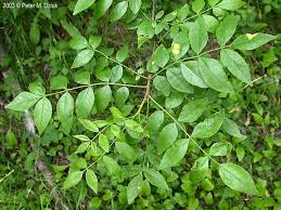 Image result for Zanthoxylum