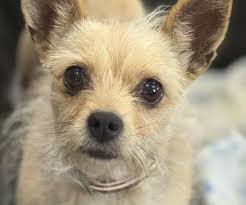 South Plains SPCA added a new photo.