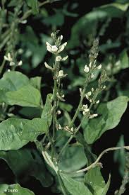 Image result for Neonotonia wightii