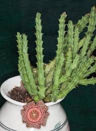 Image result for Orbea knobelii