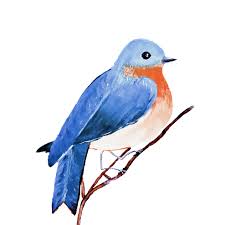 Bluebird feeding its baby coloring page. The Mountain Bluebird Co Home Facebook