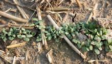 Mar 25, 2021 · when growing alfalfa, choose an area with plenty of full sun. Alfalfa Hay And Forage Magazine