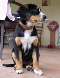 Picture 4 Of 4 Pictures And Images Entlebucher Mountain Dog Animals A Z Animals Animal Facts Infor Entlebucher Mountain Dog Dog Breeds Mountain Dogs
