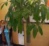 Have you grown a Pachira Aquatica before?