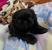 Black Brown Pekingese