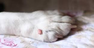 Maybe you would like to learn more about one of these? Skin Tags On Dogs Pictures And Removal Cost Skin Care Geeks