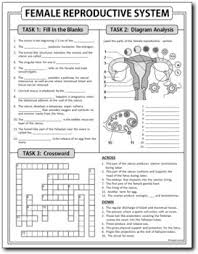 Choose from 500 different sets of flashcards about female reproductive system on quizlet. Female Reproductive System Homework Worksheet Test Prep Print Google Slide