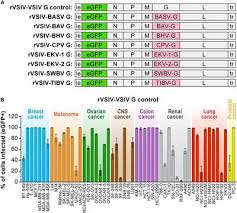 Maybe you would like to learn more about one of these? Frontiers Human Nonhuman Primate And Bat Cells Are Broadly Susceptible To Tibrovirus Particle Cell Entry Microbiology