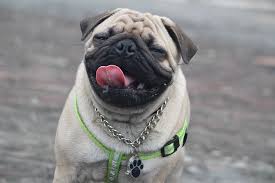 Pin By Sergio Andres On Pug Puppies For Sale Cute Small Dogs Pug Dog Dog Breeds Get the best deals on pug. pinterest