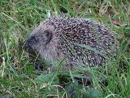 herisson oiseaux des jardins herisson bebe herisson