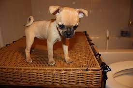 Chug4large Jpg 1068 712 Pixels Chug Puppies I Love Dogs Funny Animals