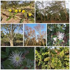 Image result for Cynanchum mossambicense