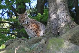 Ссылка на полный каталог lynx. The Lynx Enclosure Near Rabenklippe Experiencing Nature Nationalpark Harz