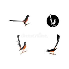 10 kumpulan gambar burung murai batu lucu gambar foto burung murai. Gambar Murai Batu Png Kumpulan Foto Gambar Burung Murai Batu Mb Gambar Murai Batu Png Welcome To The Blog