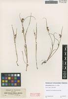 Image result for Scleria foliosa