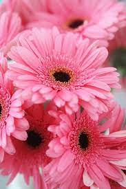 Naturesdoorways Beautiful Flowers Pink Gerbera Flowers