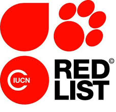 Image result for Bersama swynnertonii