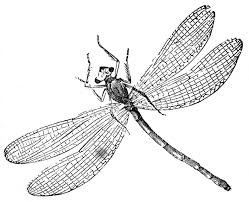 This question has been asked by many people throughout history. 6 Dragonfly Images The Graphics Fairy