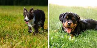 Border Collie Rottweiler Mix Is It Right For Your Family
