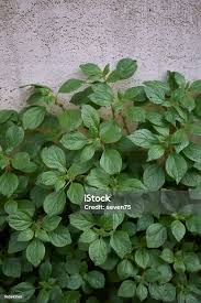 Image result for Parietaria