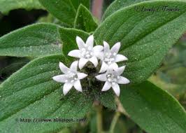 Image result for Richardia brasiliensis