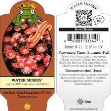 Image result for Delosperma mahonii