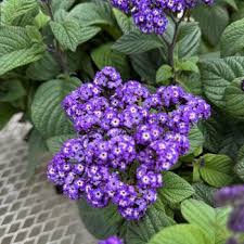 Image result for Heliotropium ciliatum