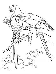 Feb 26, 2020 · rainforest terrarium. Rainforest Birds Coloring Pages Biological Science Picture Directory Pulpbits Net