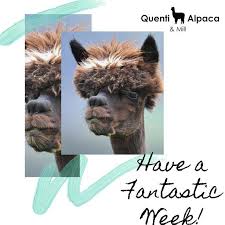 When sainted, he became the protector of children.) 19)what's the name of the period leading up to christmas? Did You Know Alpaca S Hum And Haw And Orgle Humming Is The Most Common Sound That Alpacas Make Alpacas Hum When They Are Curio Alpaca Farm Breeds Farm Day
