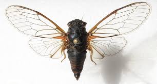 I make jewelry from old and new findings, keys, beads, watches, charms, etc. Cicadas Inspire Drug Free Antibacterial Properties Of 3d Printed Pekk 3d Printing Industry