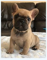 We encourage you to view each page, to ensure you gain the greatest understanding of what's in store when you are owned by a frenchie. 10 Shortcuts For French Bulldog For Sale That Gets Your Result In Record Time Dog Breed