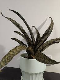 Image result for Sansevieria kirkii