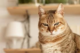 Check spelling or type a new query. Please Use This Cat As A New Am I A Joke To You Meme 9gag