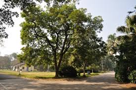 Image result for Pterocarpus