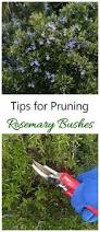 Image result for rosemary pruning
