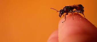 The service guy at aaa pest control inc. Aaa Termite And Pest Control