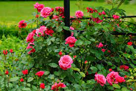 #rosen #rosenschnitt #rosenpflegedie rose ist die königin des gartens. Beetrosen Sorten Die 20 Schonsten Fur Den Garten Plantura