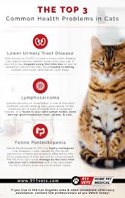 The most common intestinal cancer in cats is lymphoma. The Top 3 Cat Health Problems To Look Out For Privet 911vet