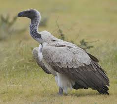 White Bird With Big Mouth White Backed Vulture Gyps Africanus With Images Vulture Birds Of Prey Pet Birds