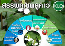 We did not find results for: à¸‚à¸²à¸§à¸¥à¸°à¸­à¸­à¹€à¸ à¸ª à¸Š à¸žà¸¥ à¸„à¸²à¸§ à¸„à¸²à¸§à¸•à¸­à¸‡ Houttuynia Cordata Thunb à¹„à¸—à¸¢à¹€à¸® à¸£ à¸šà¸š à¸ª à¸‚à¸²à¸¢à¸›à¸¥ à¸à¸ª à¸‡à¸ªà¸¡ à¸™à¹„à¸žà¸£ à¸‚à¸­à¸‡à¹à¸— à¸— à¸à¸£à¸²à¸¢à¸à¸²à¸£ Inspired By Lnwshop Com