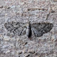 Image result for Eupithecia subfuscata