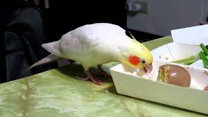 3:16 張聰耀 149 434 просмотра. å–œæ­¡åƒé£¯çš„å¼·å¼· çŽ„é³³ å¡å¦¹ å¤ªé™½é³¥é¸šéµ¡ é›žå°¾é¸šéµ¡parrot My Bird Qiang Qiang Likes To Eat Cooked Rice Youtube