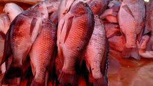 We did not find results for: How To Farm Tilapia Fish In A Pond At Home Toughnickel