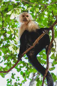 Capuchin Is The Most Intelligent Of The New World Monkeys Capuchin Monkey New World Monkey Monkey Pictures