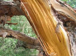 Image result for bodock tree picture