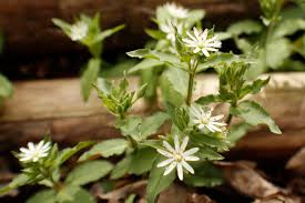 Image result for Stellaria