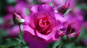 Choose from a wide range of similar scenes. Rose Flower Wallpaper Hd Pixelstalk Net