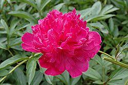 Buy affordable high quality trees & shrubs online from northern ridge nursery. Pin On Patio Project